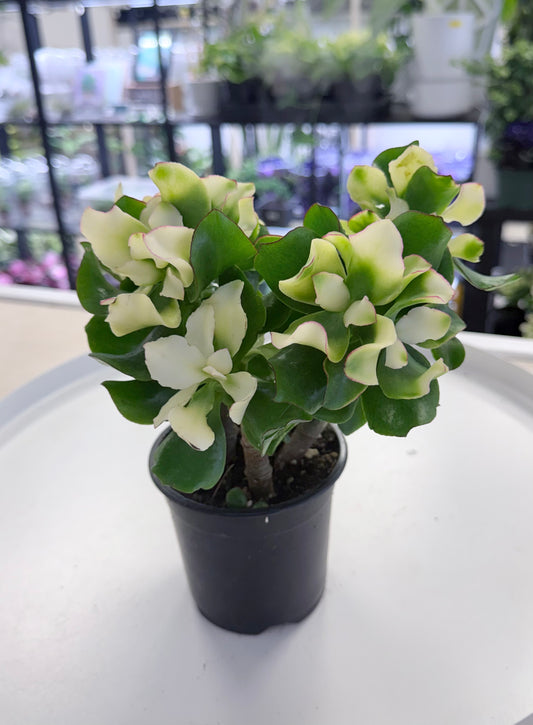 Crassula arborescens ssp. undulatifolia | Curly Jade Tinted 4”