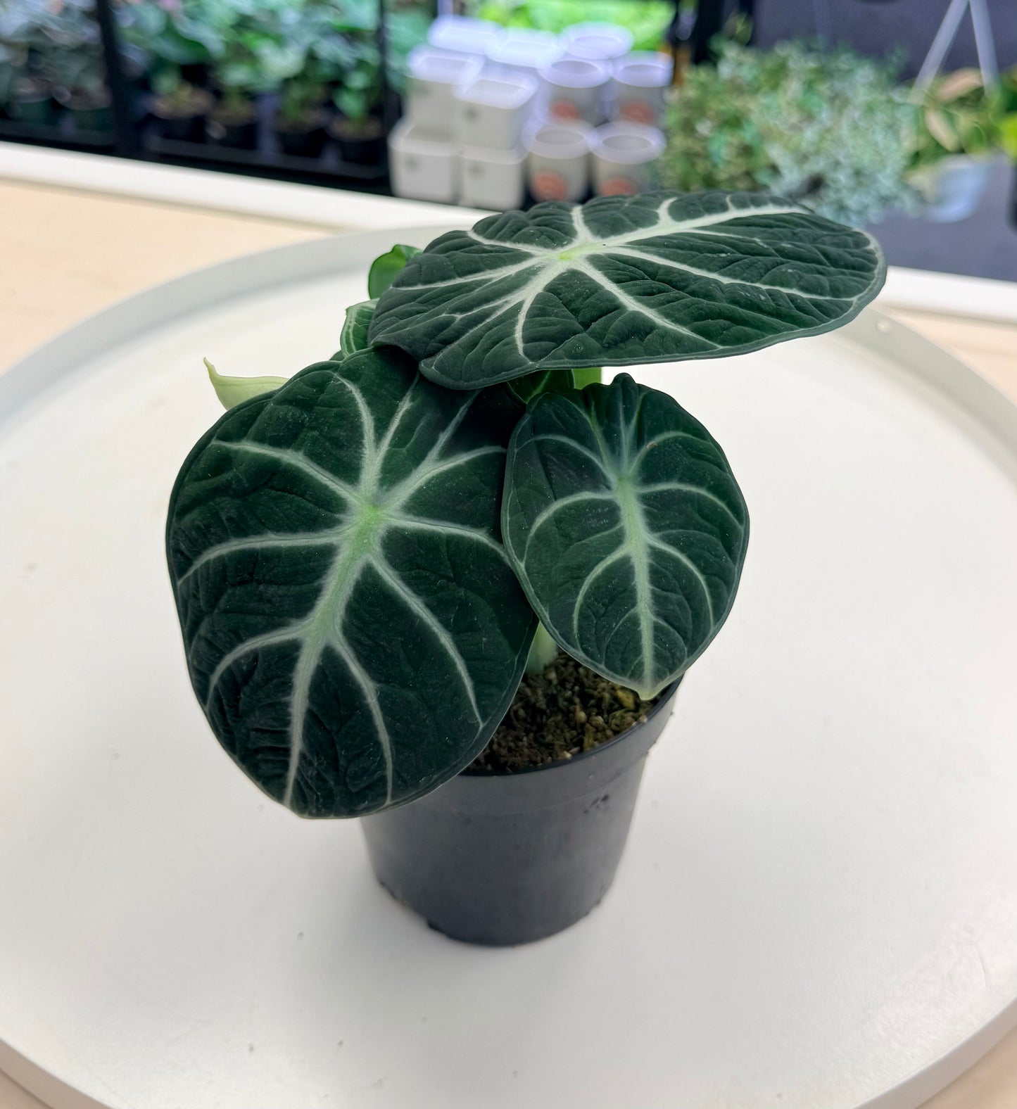 Alocasia ‘Ninja’ 4”