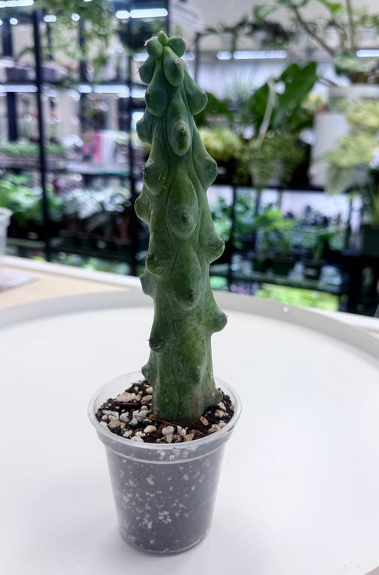 Boobie Cactus | Myrtillocactus geometrizans cv. 'Fukurokuryuzinboku'