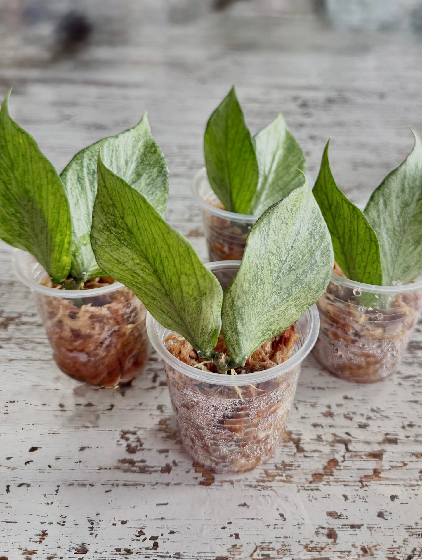 Hoya polyneura ‘Silver’