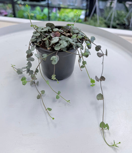 Ceropegia woodii 'Silver Glory' | String of Hearts 4”