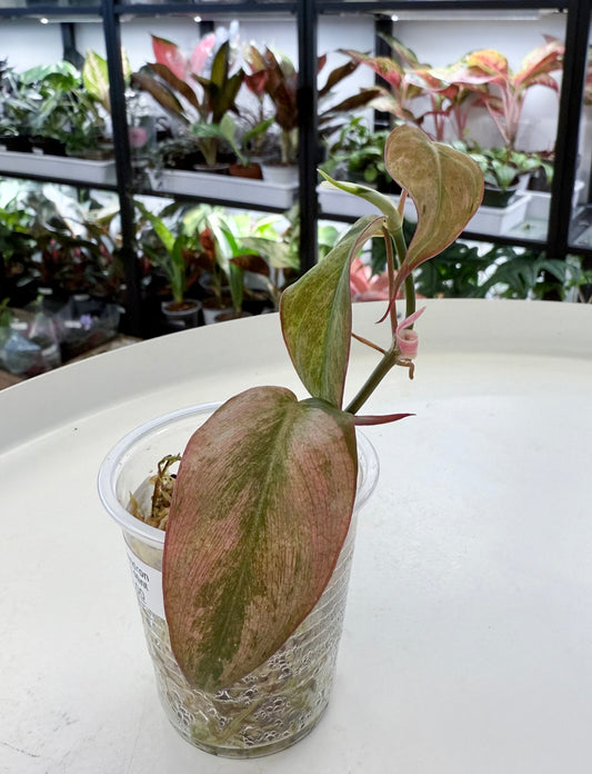 Philodendron Micans Mint