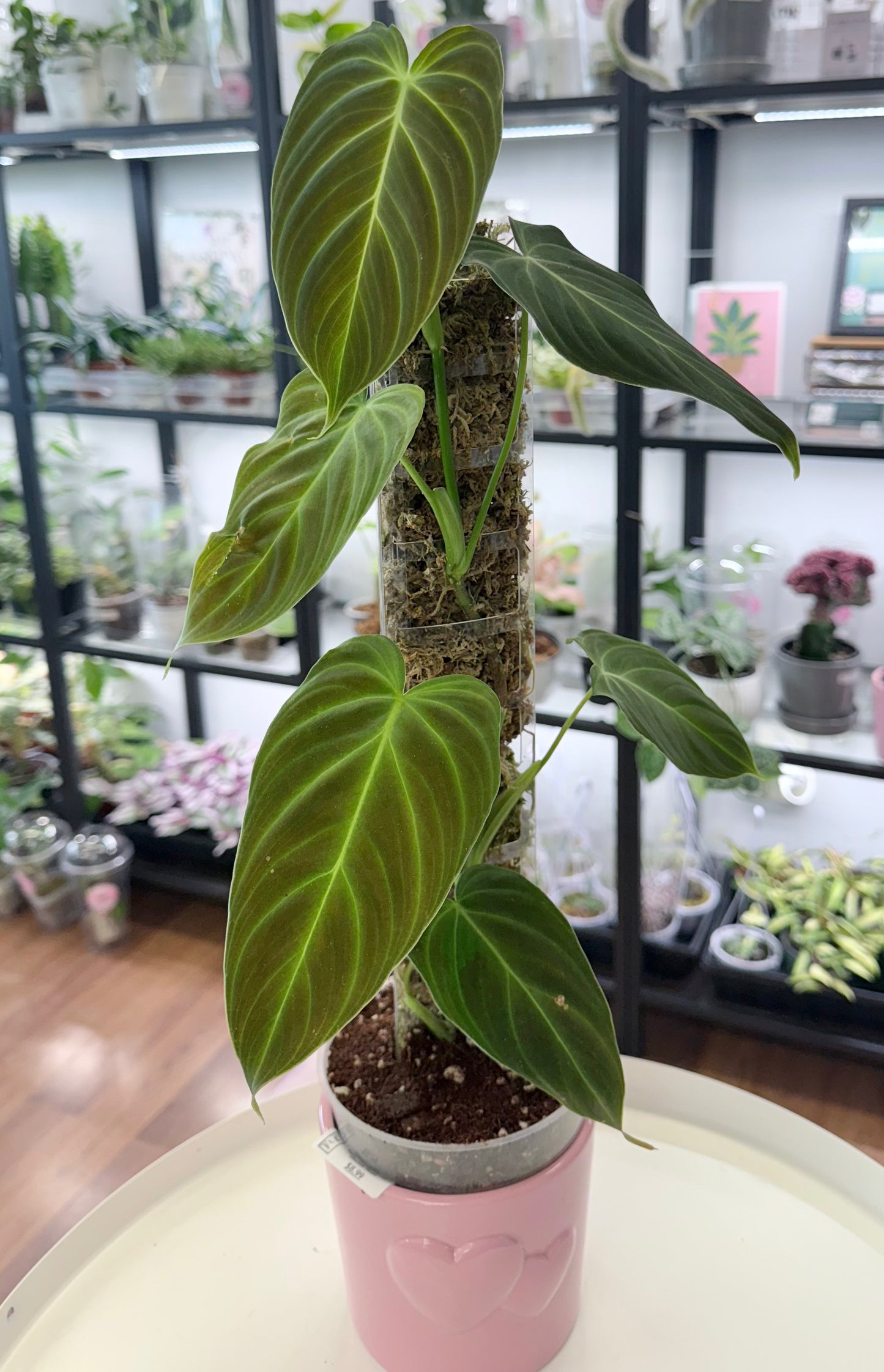 Philodendron ‘Splendid’ (Philodendron melanochrysum x verrucosum) 4.5”