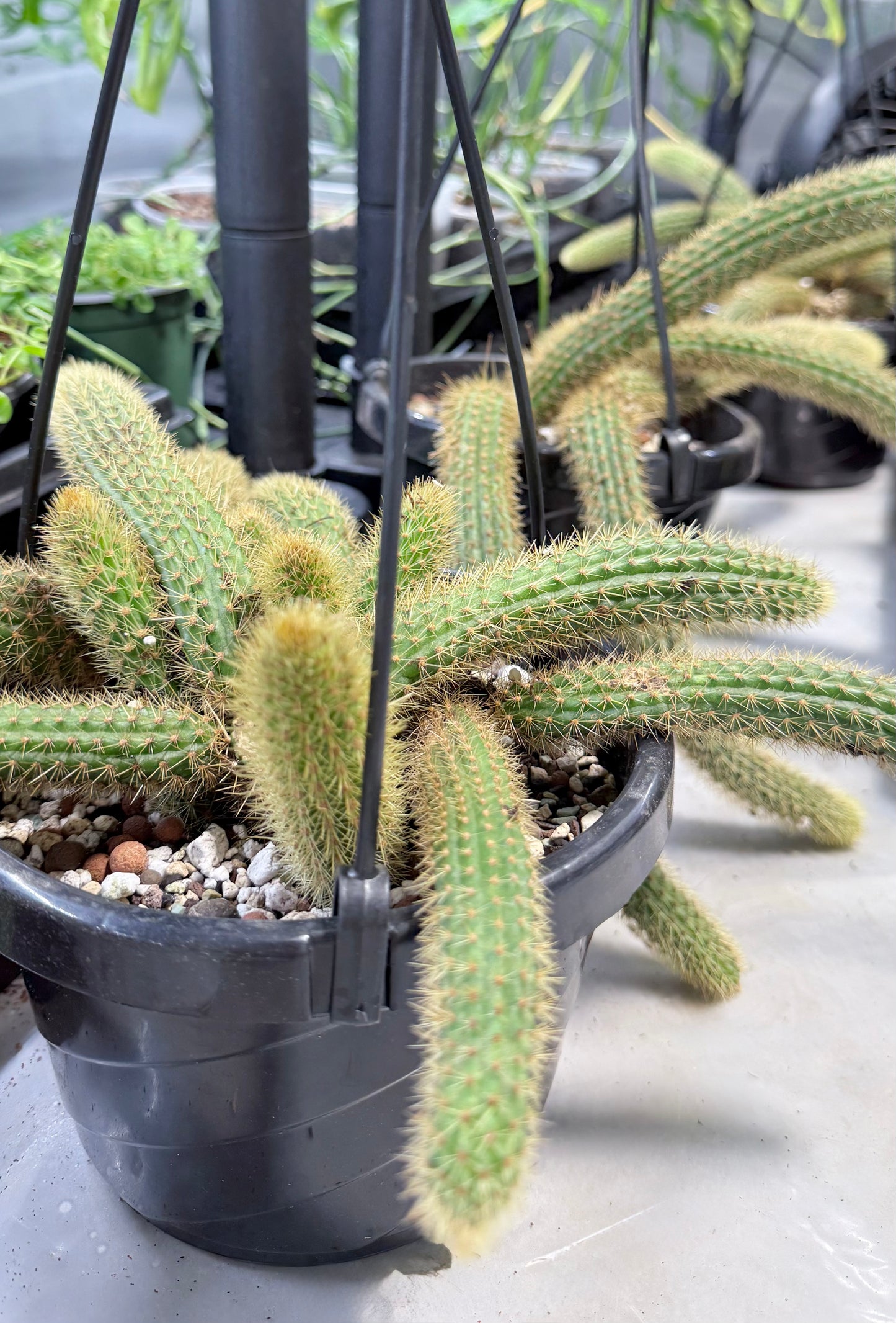Golden Rat Tail Cactus | Cleistocactus winteri | 6” HB No Ship