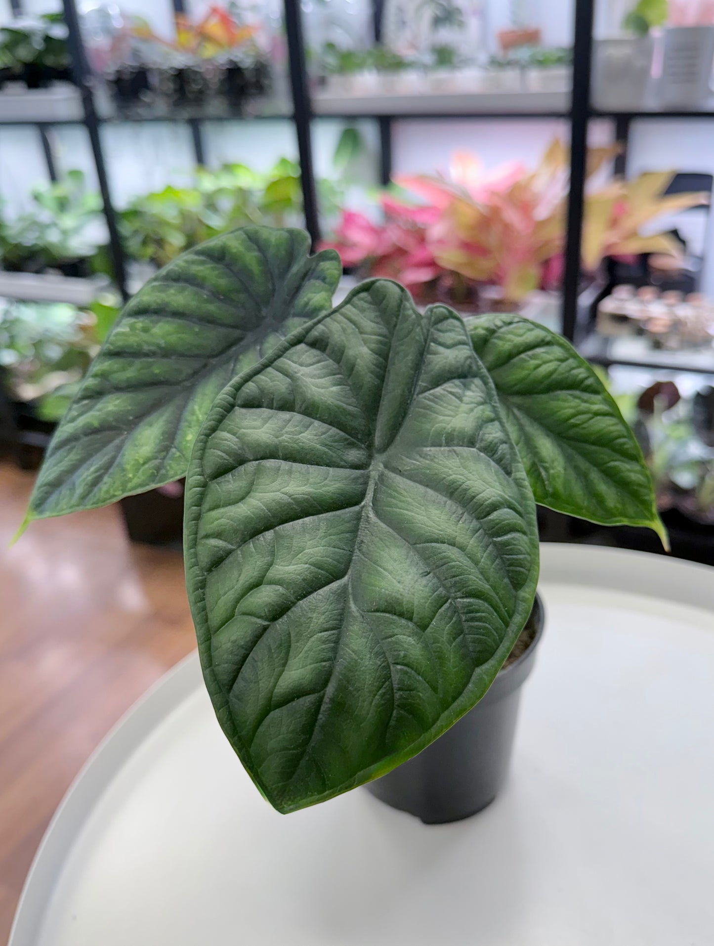 Alocasia baginda ‘Dragon Scale’