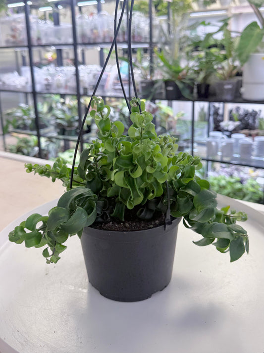 Aeschynanthus radicans 'Rasta' 6” Hanging Basket