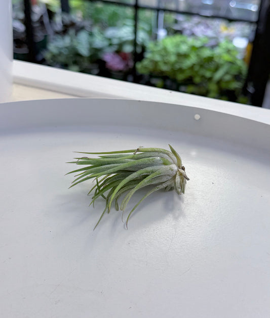 Air Plants | Tillandsia ionantha Rubra