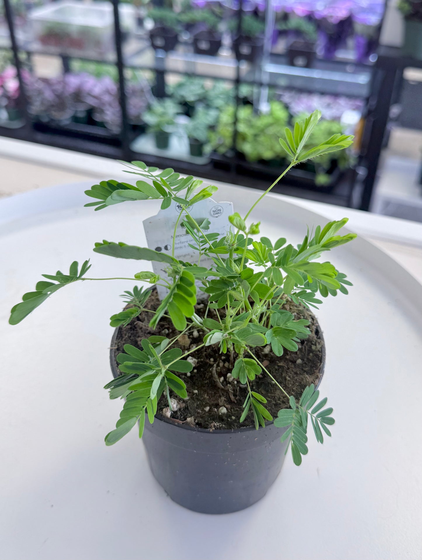 Mimosa pudica | Sensitive Plant 4”