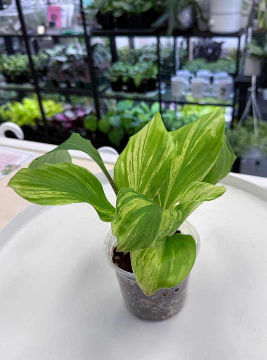 Kaempferia sp. Variegated