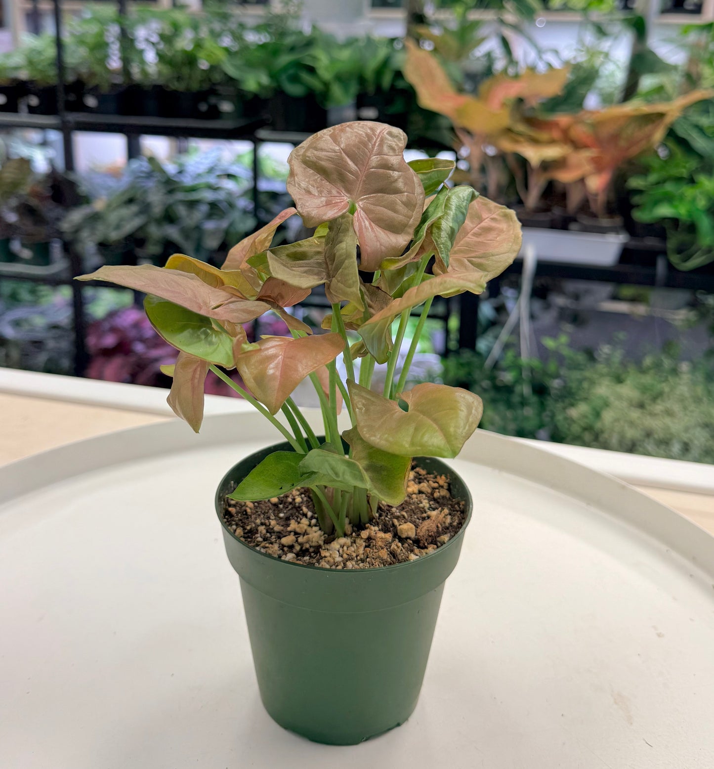 Syngonium 'Pink Lava'