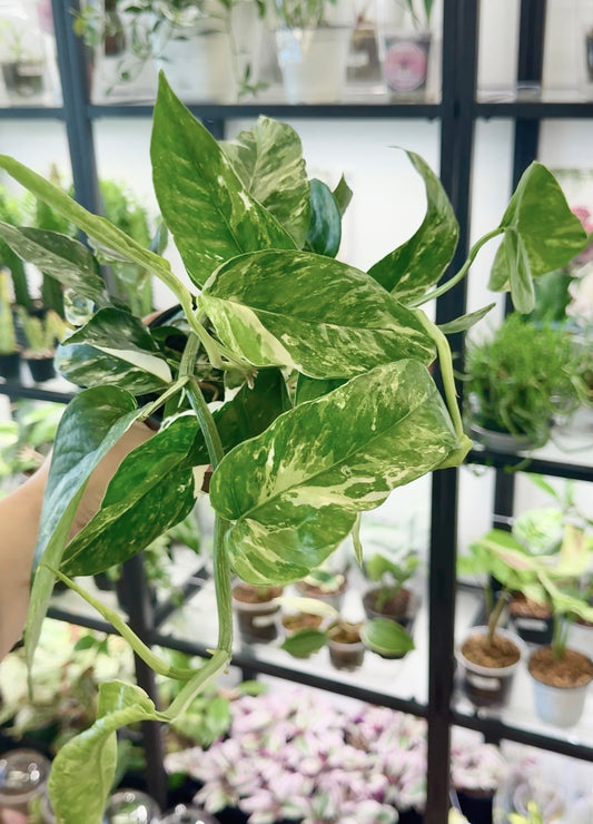 Epipremnum pinnatum Variegated 4”