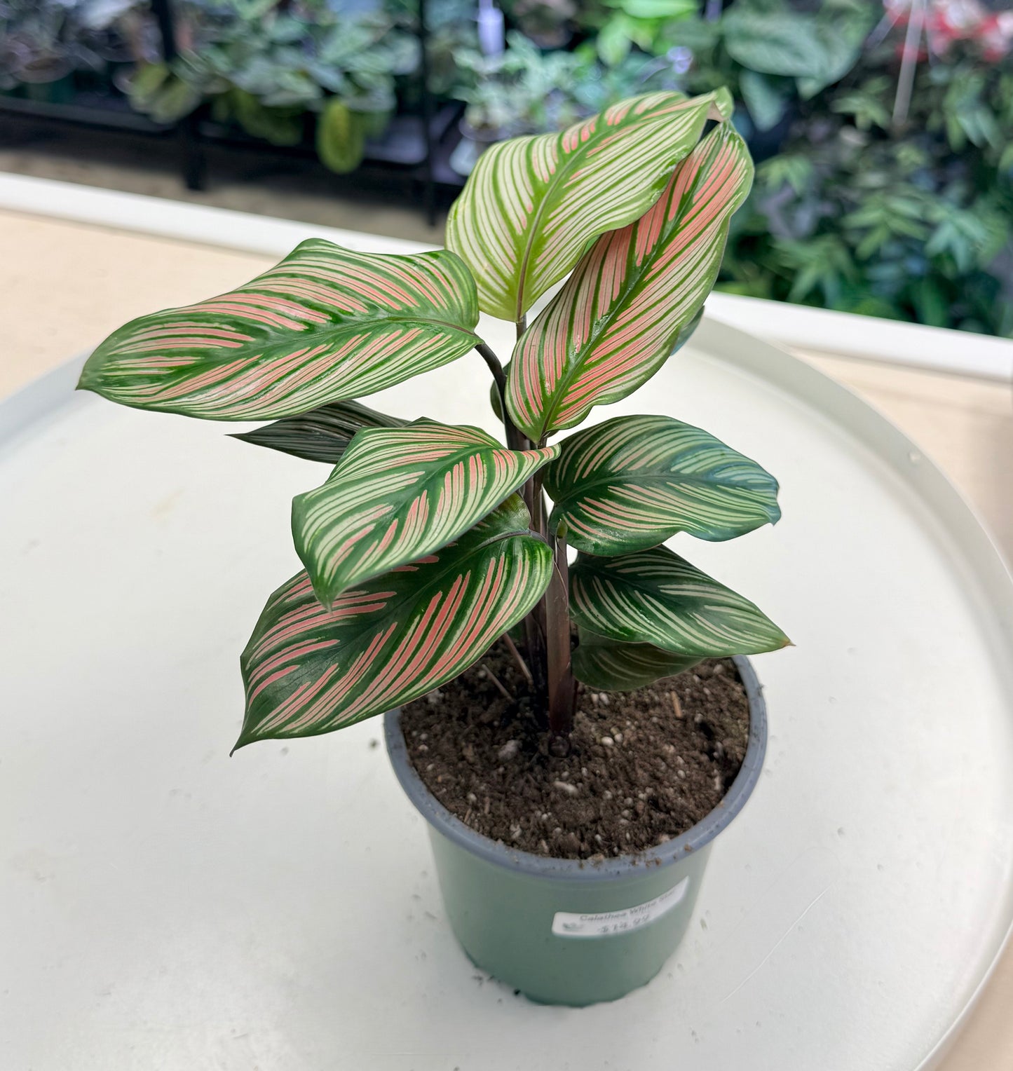 Calathea ‘White Star’ | Goeppertia majestica 4”