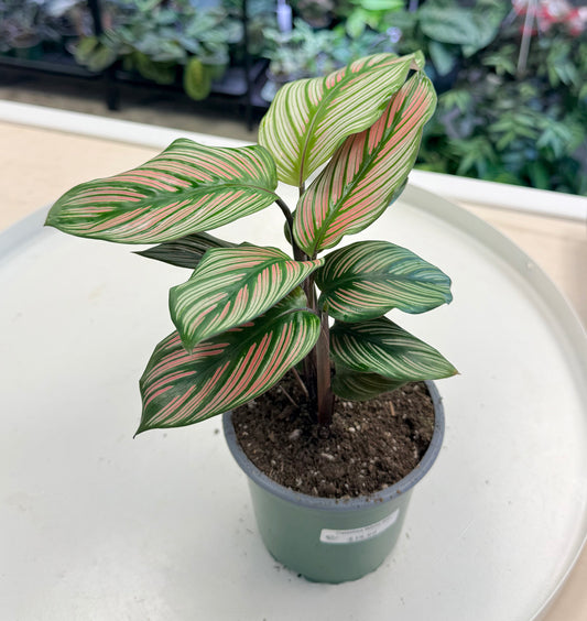 Calathea ‘White Star’ | Goeppertia majestica 4”