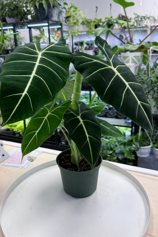 Alocasia ‘Frydek’ | Green Velvet