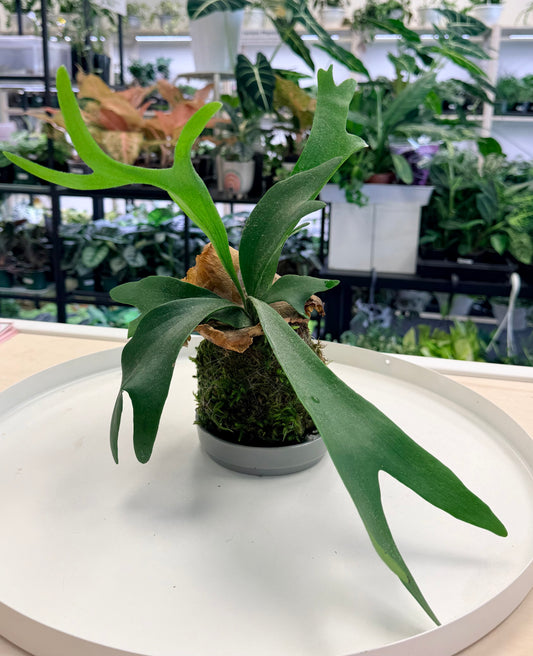 Kokedama | Staghorn Fern (Platycerium bifurcatum)