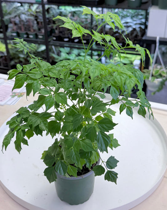 Radermachera sinica | China Doll Plant