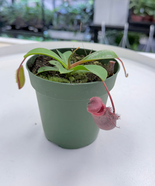Nepenthes lowii x ventricosa | Carnivorous Plant