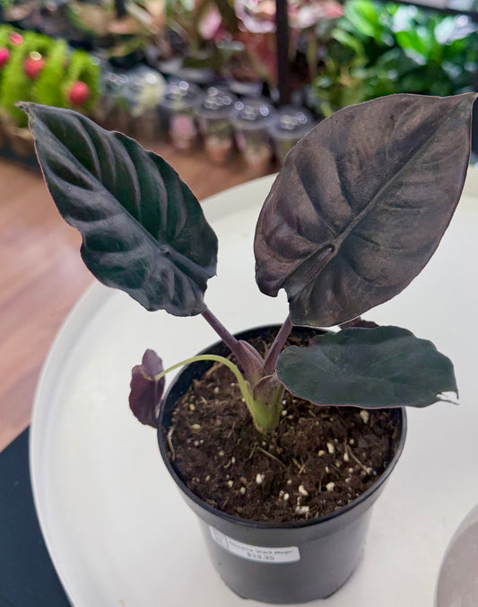 Alocasia infernalis 'Black Magic'