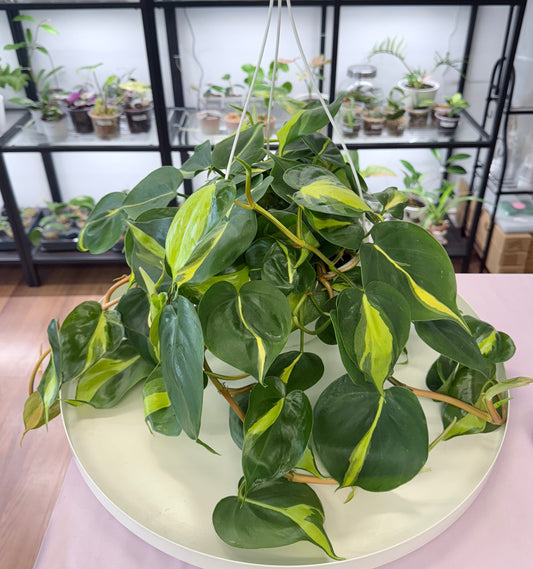 Philodendron ‘Brasil’ l Hanging Basket 7”