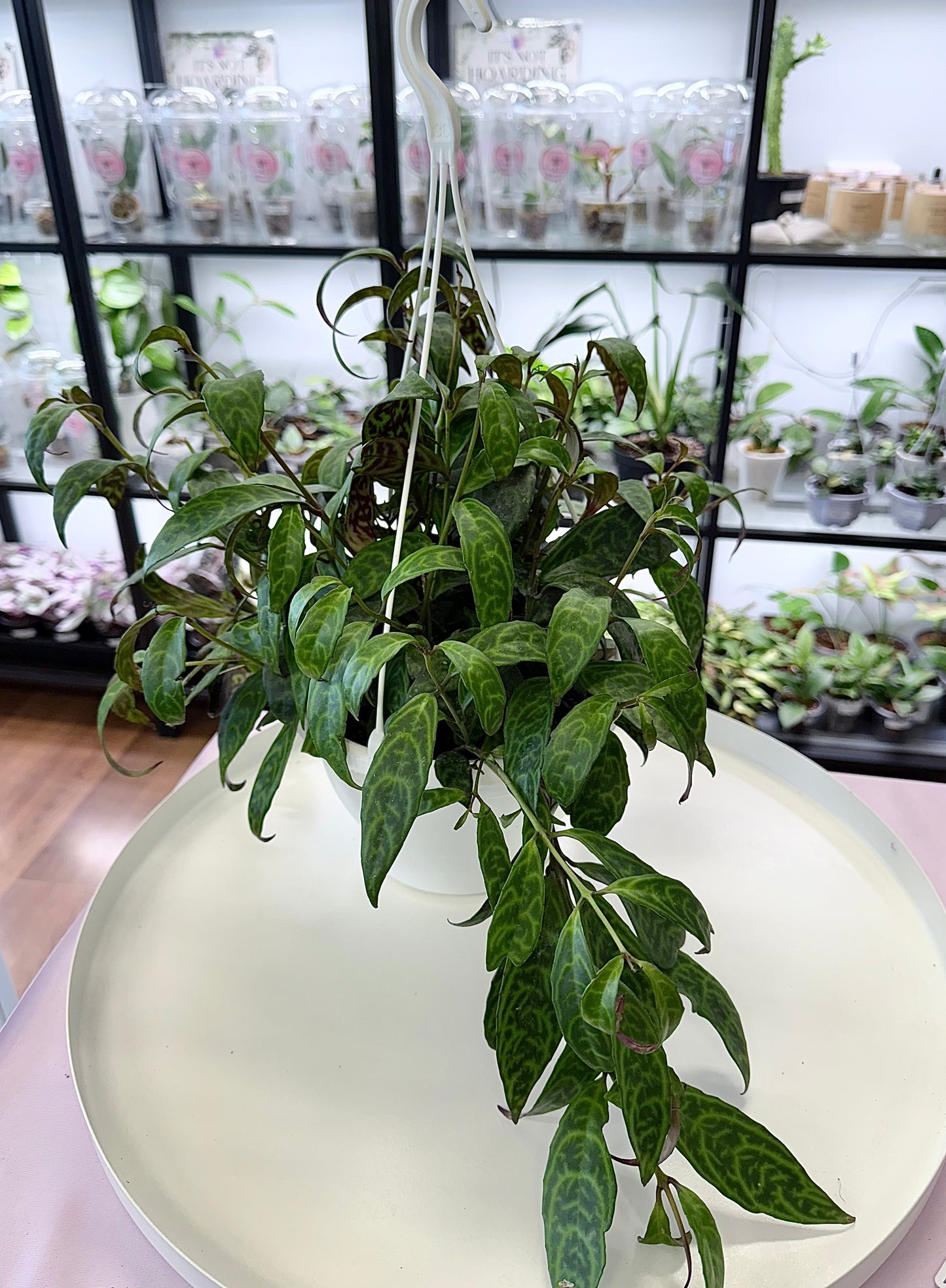 Aeschynanthus longicaulis | Black Pagoda Lipstick 7” Hanging Basket