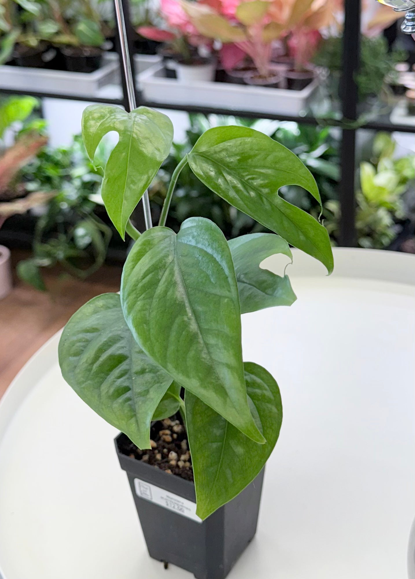 Monstera acacoyaguensis