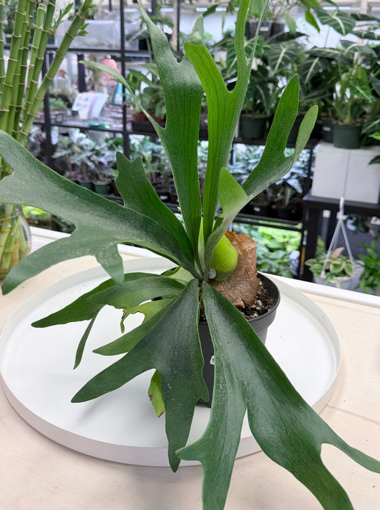 Platycerium bifurcatum | Staghorn Fern