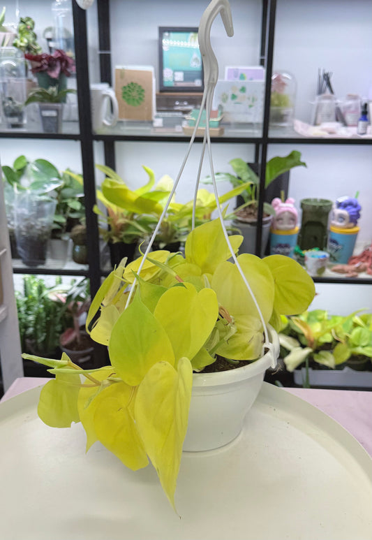 Philodendron hederaceum ‘Lemon Lime’ l 8” HB | No Ship