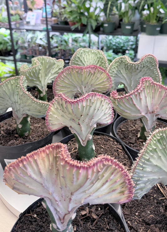 Euphorbia lactea cristata | Grafted 6”