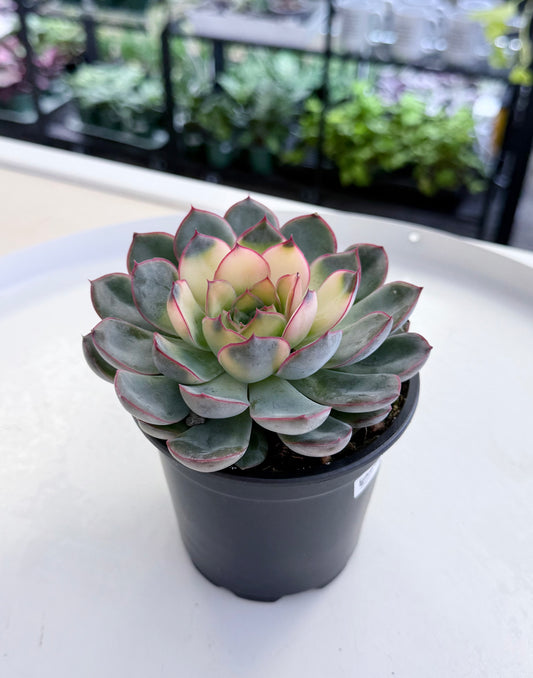 Echeveria pulidonis Tinted 4”