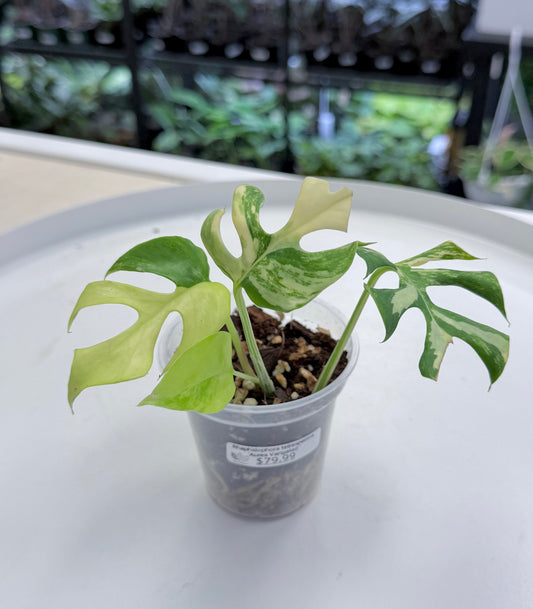 Rhaphidophora tetrasperma Aurea | 3”