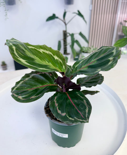 Calathea ‘Medallion’ | Goeppertia veitchiana 4”
