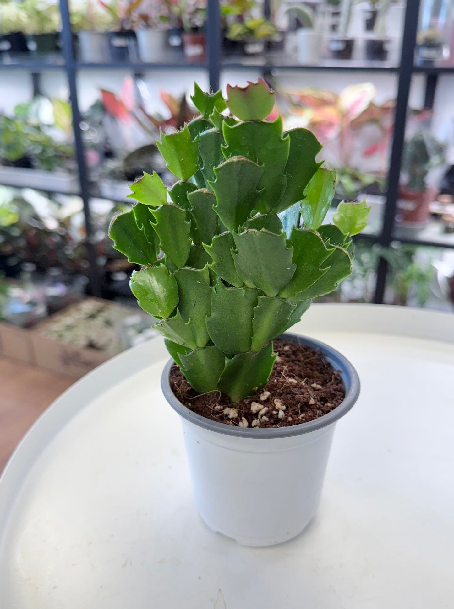 Schlumbergera truncata | Thanksgiving cactus 4”