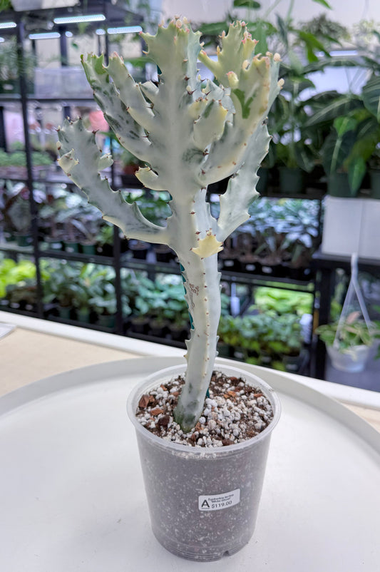 Euphorbia lactea ‘White Ghost’ |Large 15-18”