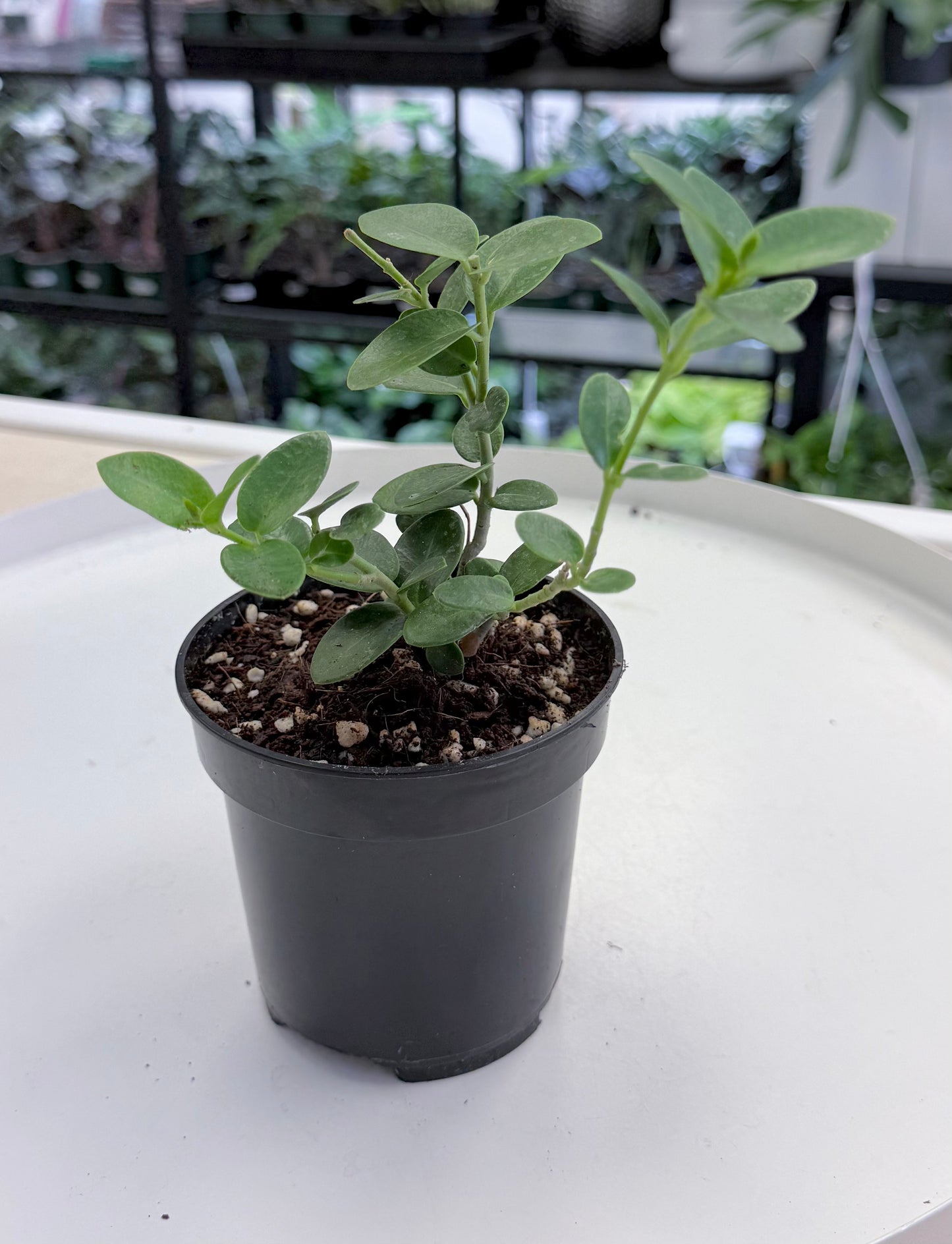 Hoya cumingiana 4”