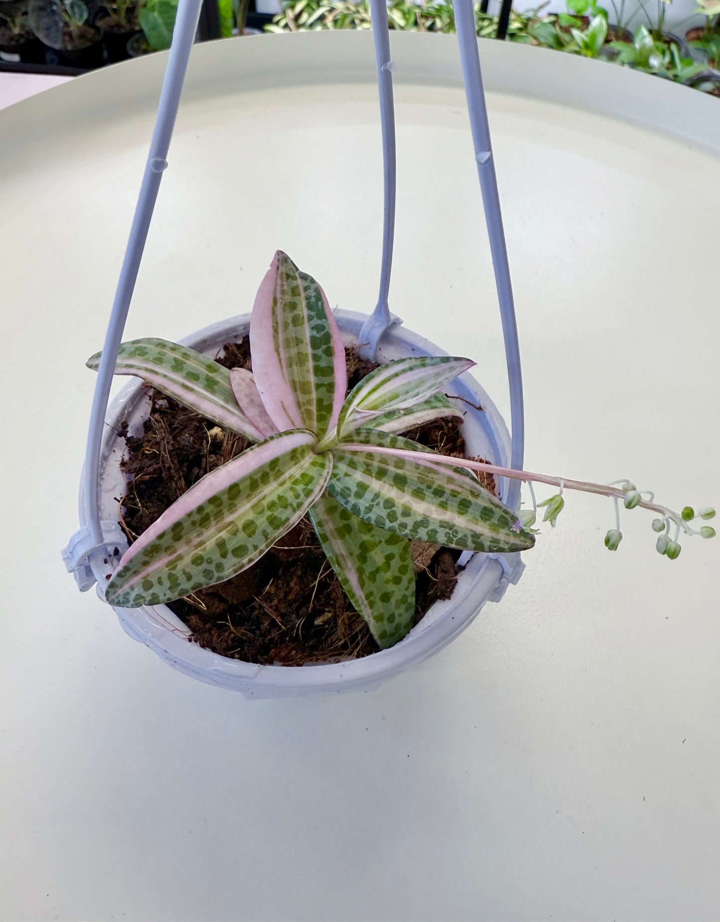 Ledebouria socialis Variegated M | 4” Hanging Pot