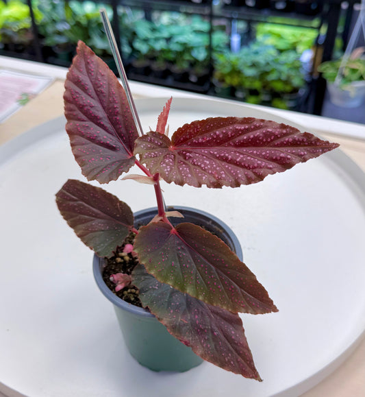 Begonia Maculata 'Pink Spot' 4”