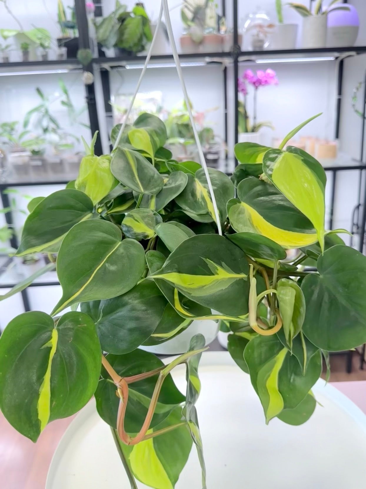 Philodendron ‘Brasil’ l Hanging Basket 7”