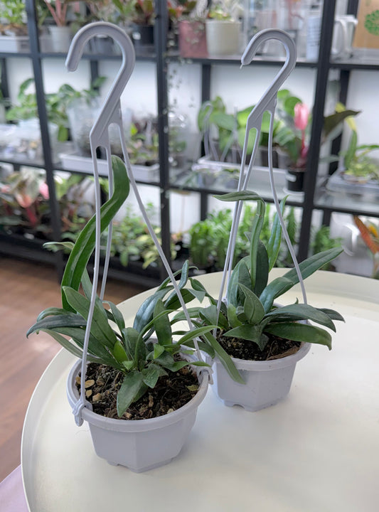 Microsorum thailandicum | Blue Oil Fern 3.7” Hanging Basket