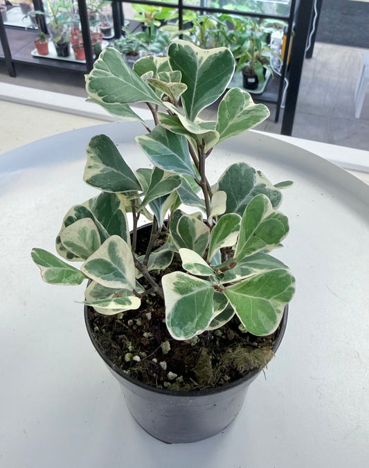 Ficus triangularis Variegated