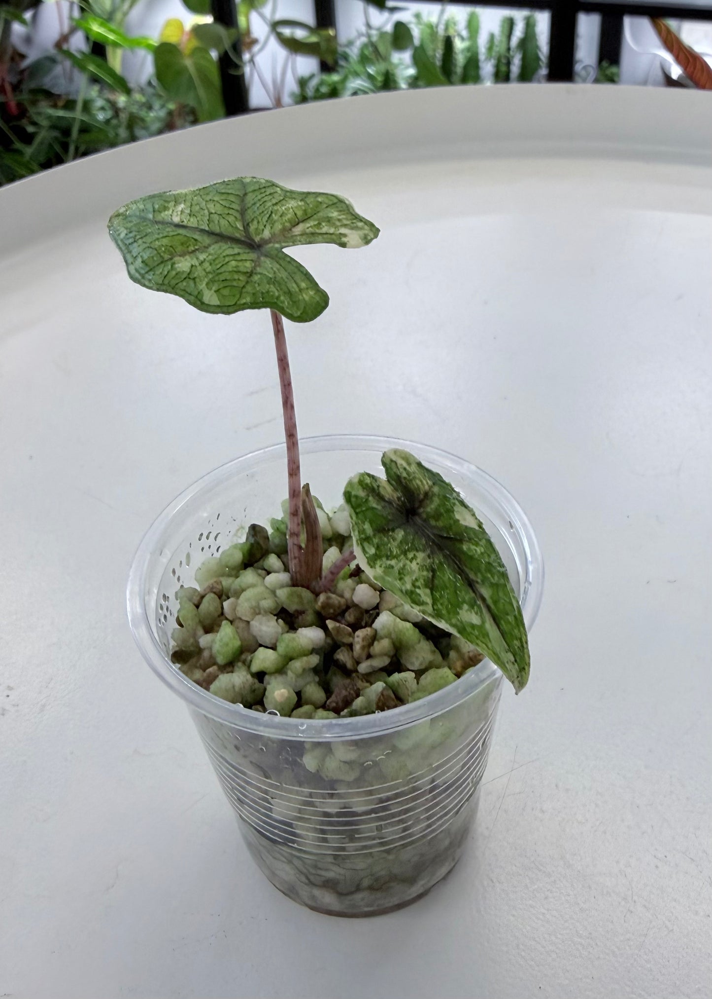 Alocasia tandurusa | Jacklyn Aurea 2”