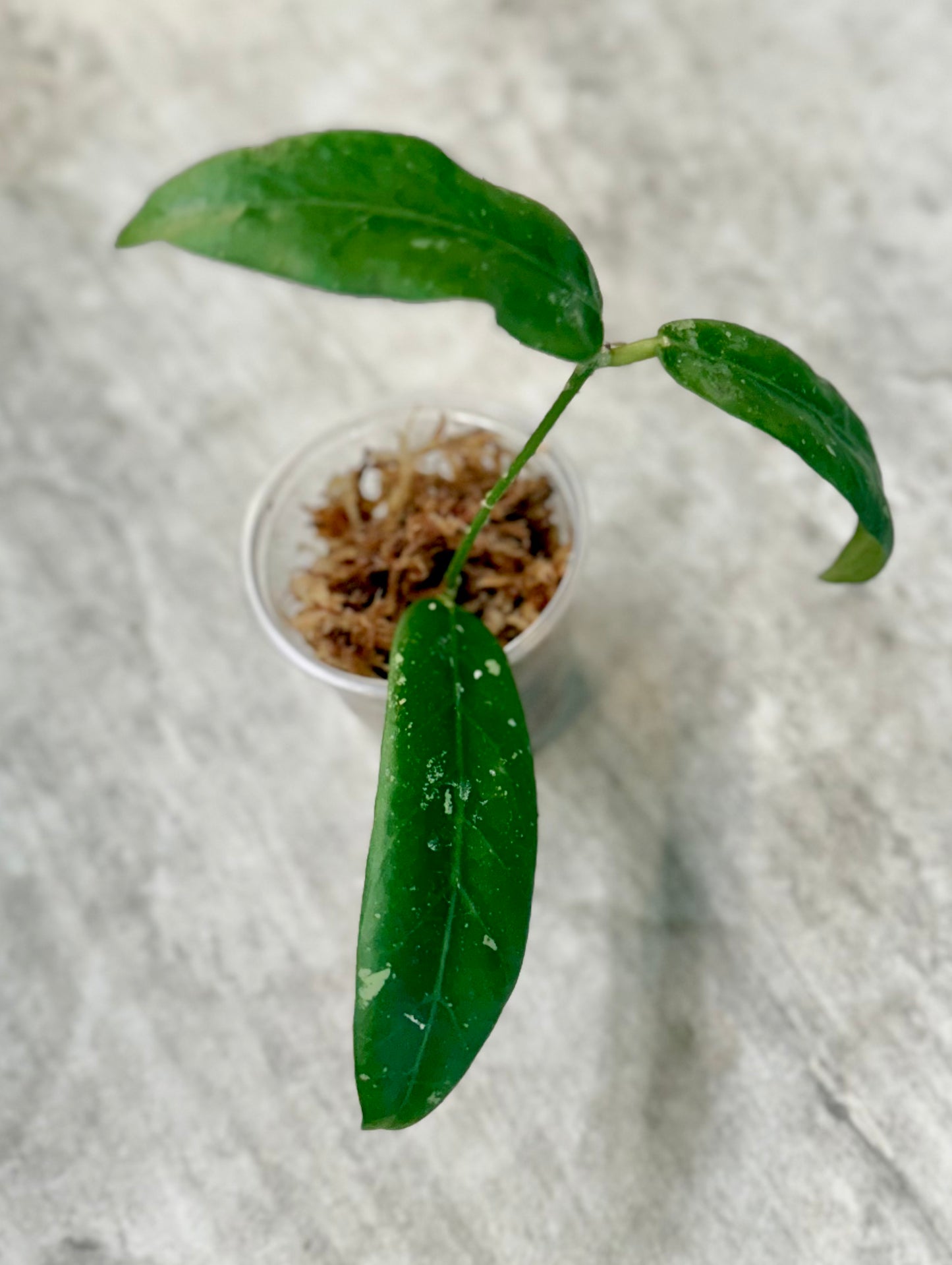 Hoya scortechinii IPPS 7950