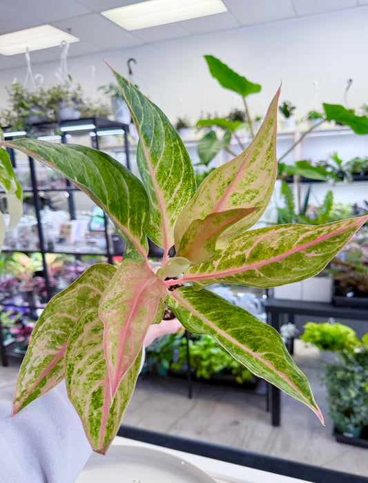 Aglaonema ‘Aladdin’
