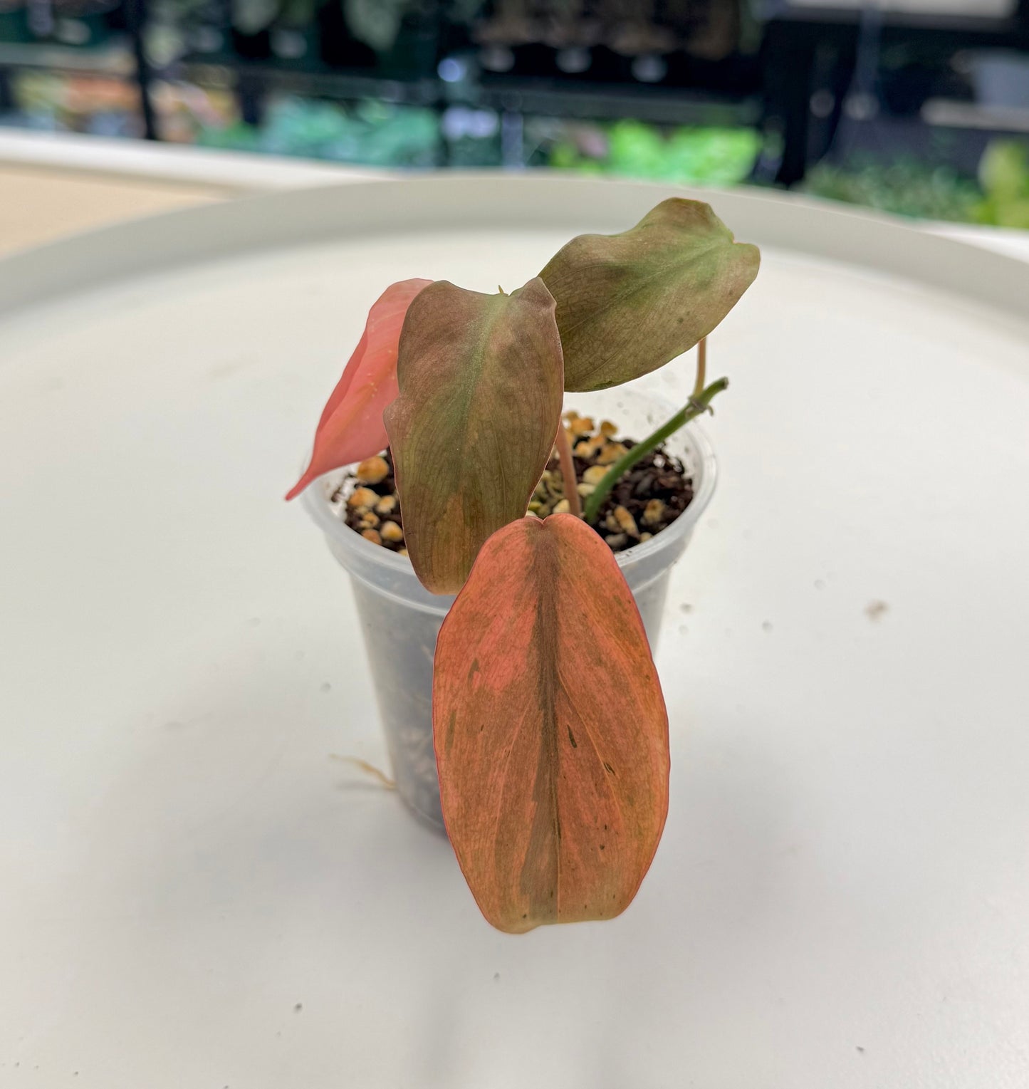 Philodendron ‘Micans’ Mint