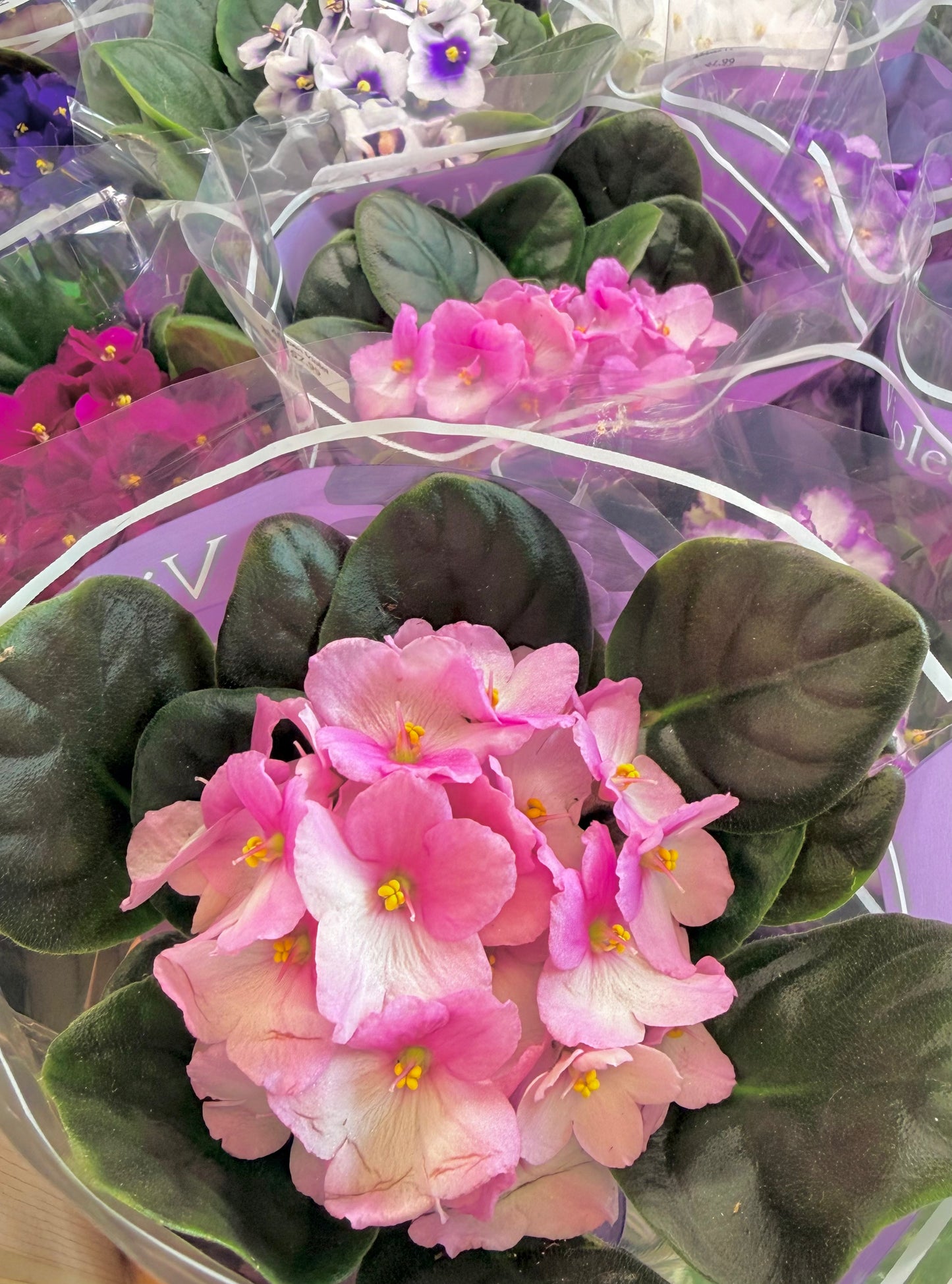 African Violet | Assorted Colors