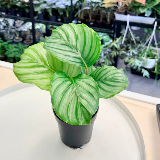 Calathea Orbifolia 4"