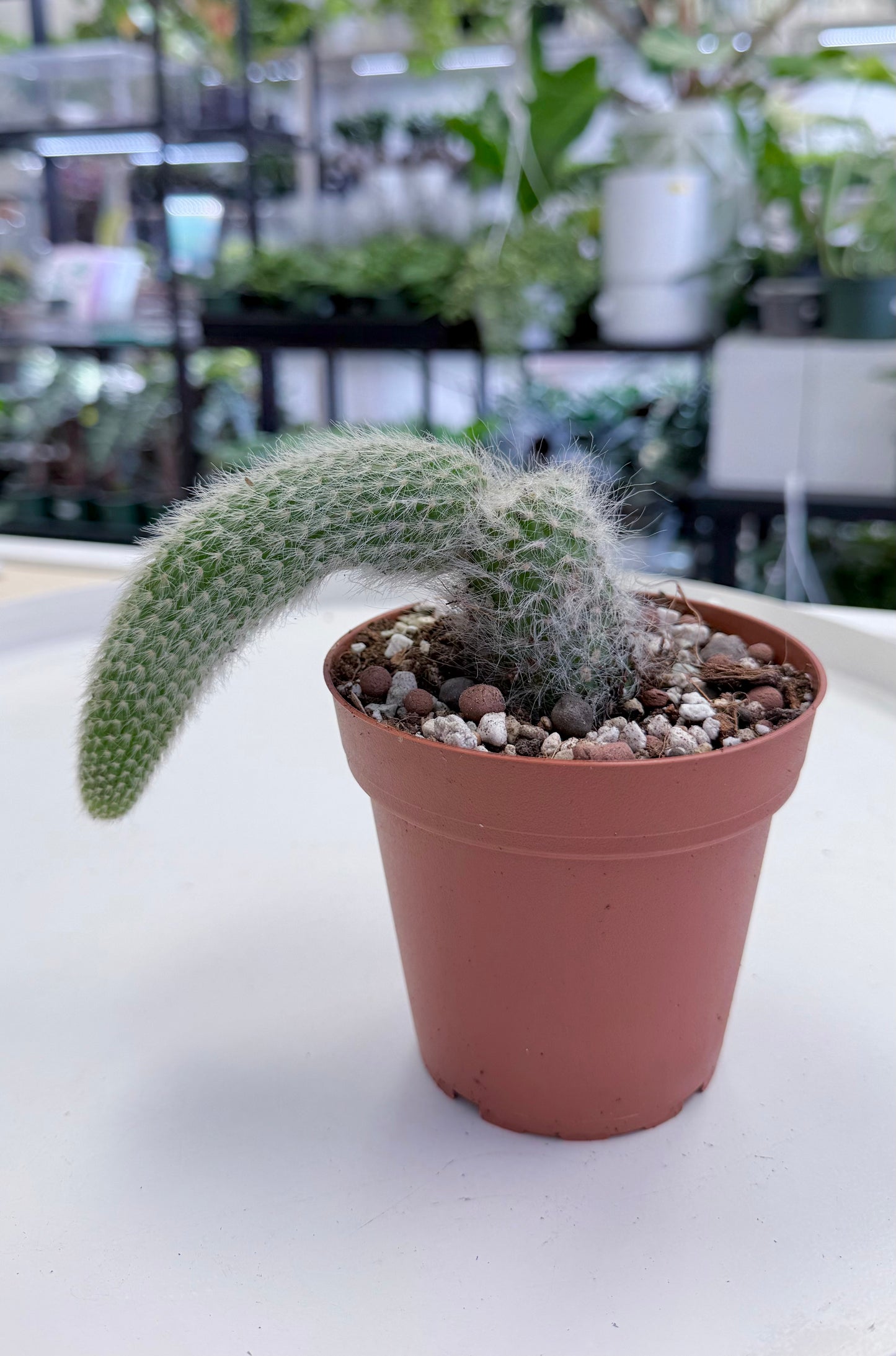 Cleistocactus colademononis | Monkey Tail Cactus 4”