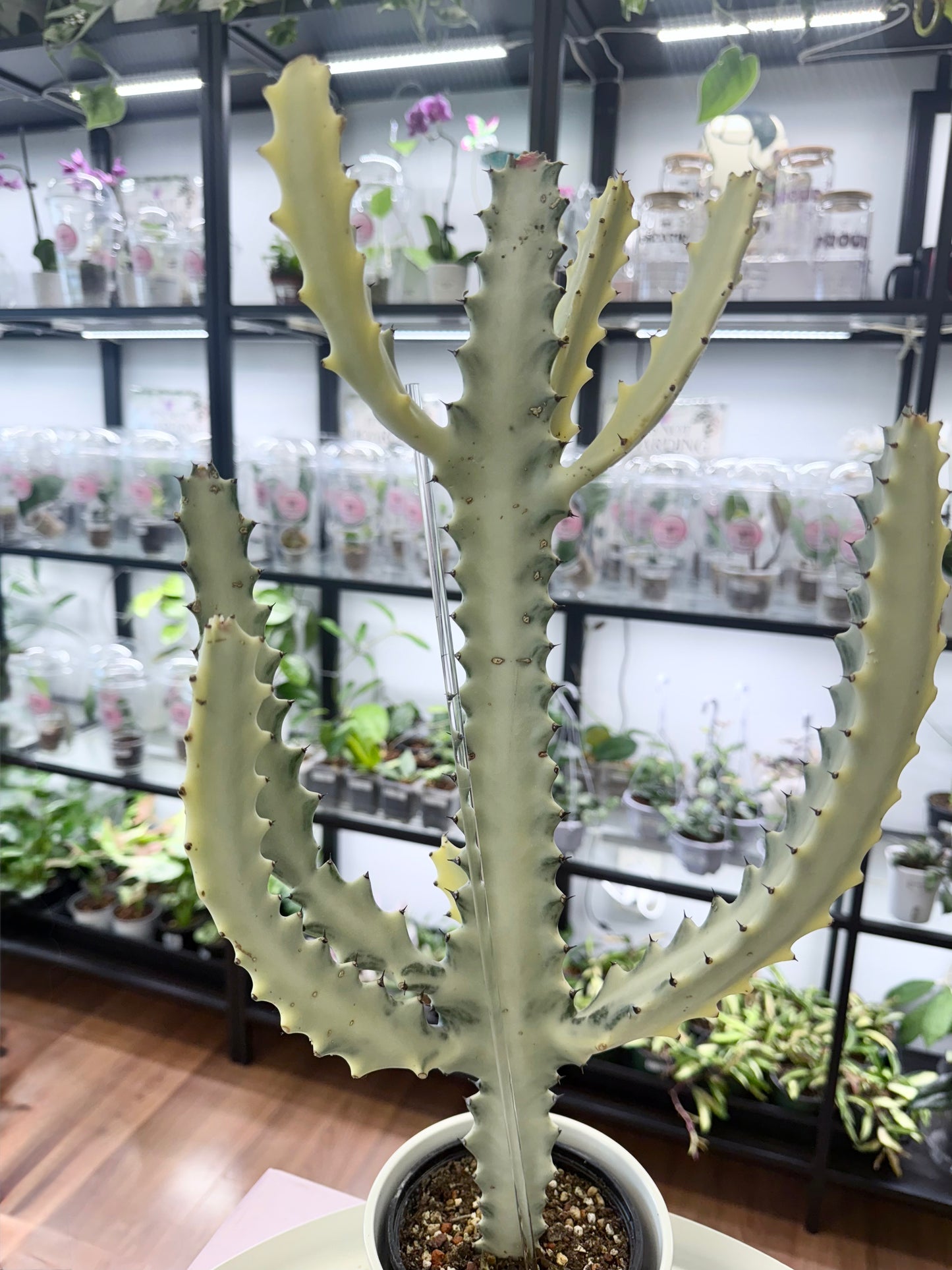 Euphorbia lactea ‘White Ghost’ (Full Plant 18-20”) #1