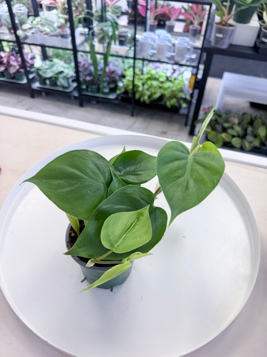 Philodendron hederaceum ‘Heartleaf’ 4”