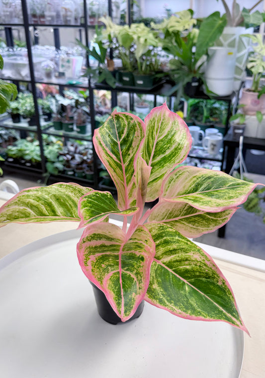 Aglaonema 'Pinky Pie'