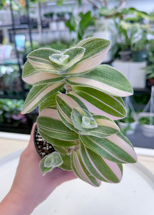 Tradescantia sillamontana Variegated 4”